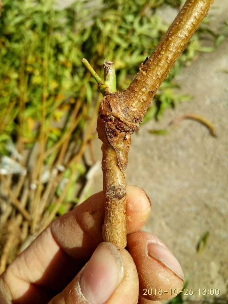 突围桃树苗大量批发优质桃树苗大量供应