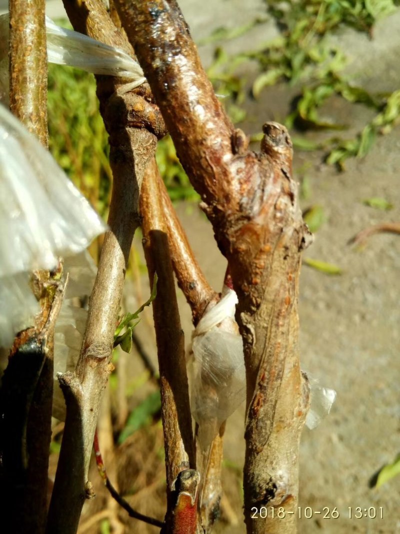 突围桃树苗大量批发优质桃树苗大量供应