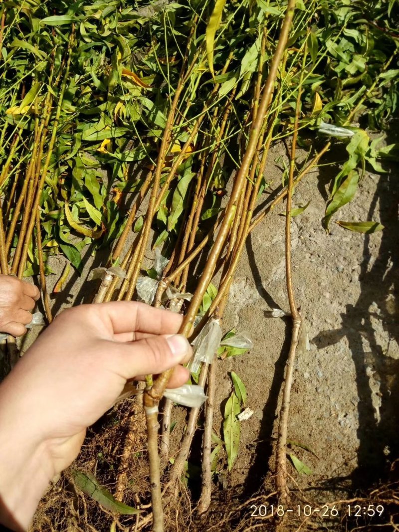 突围桃树苗大量批发优质桃树苗大量供应
