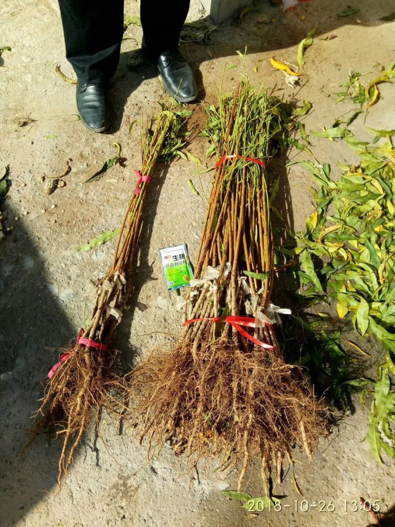 突围桃树苗大量批发优质桃树苗大量供应