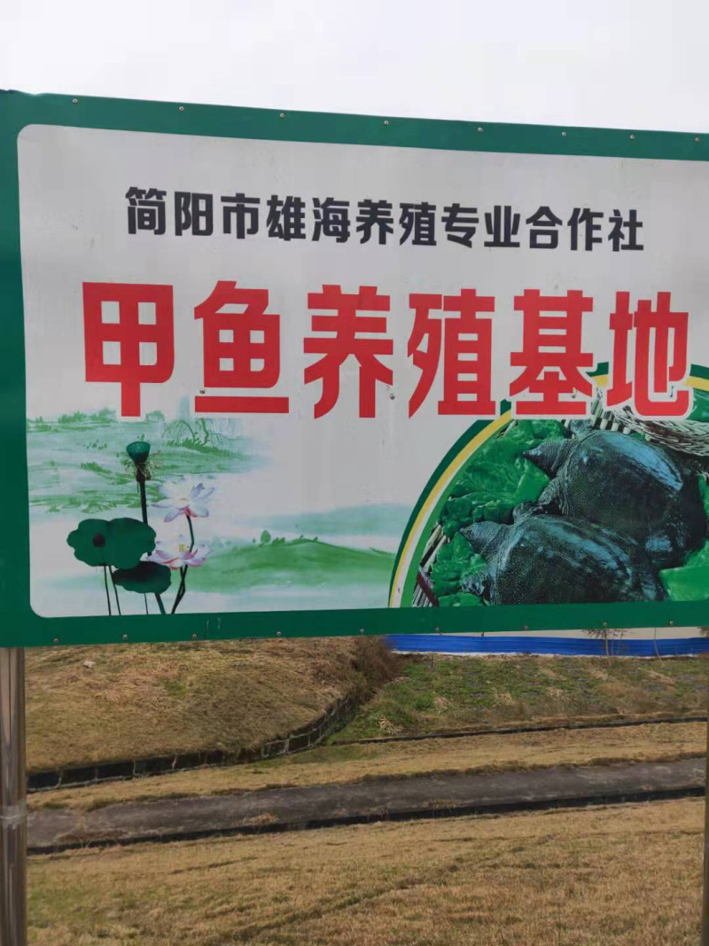 土甲鱼从小吃鱼虾长大详情页有机证书假一赔十！！