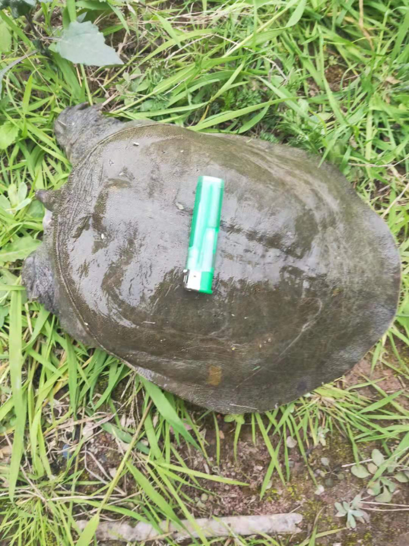 土甲鱼从小吃鱼虾长大详情页有机证书假一赔十！！
