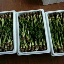 东北绿色山野菜刺嫩芽，刺龙芽，刺脑包，全国