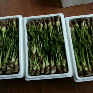 东北绿色山野菜刺嫩芽，刺龙芽，刺脑包，全国包邮