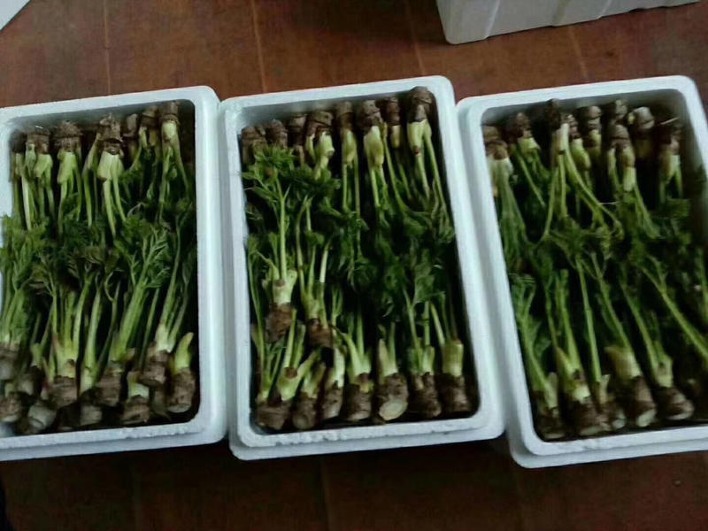 东北绿色山野菜刺嫩芽，刺龙芽，刺脑包，全国包邮