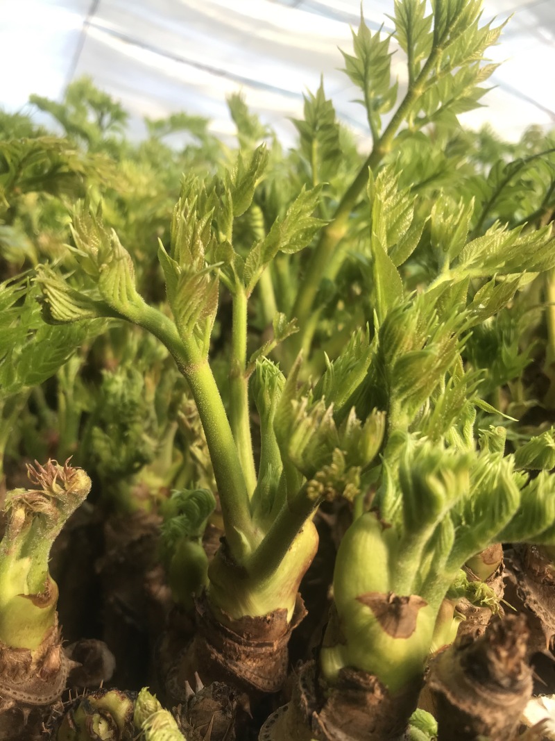 东北绿色山野菜刺嫩芽，刺龙芽，刺脑包，全国包邮