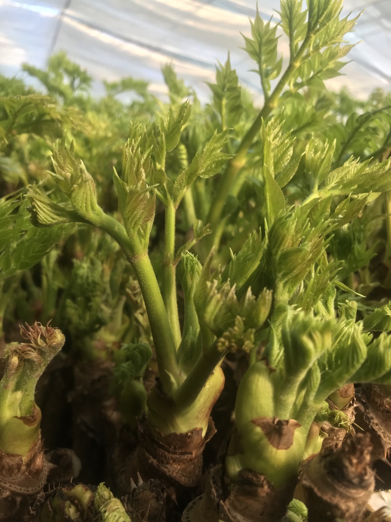 东北绿色山野菜刺嫩芽，刺龙芽，刺脑包，全国包邮