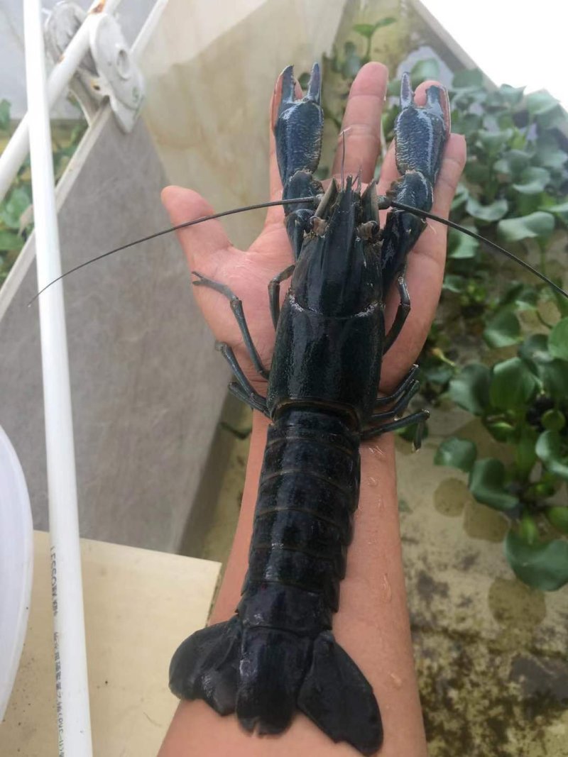 澳洲龙虾澳洲淡水大龙虾，澳洲淡水龙虾苗
