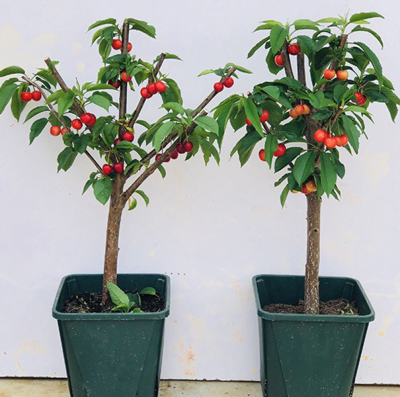 【聚便宜】矮化樱桃苗樱桃树苗南北方种植当年结果