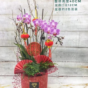 年宵花系列：春暖花开，68元/盆，12盆/件，盆器2色混