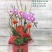 年宵花系列：春暖花开，68元/盆，12盆/件，盆器2色混