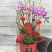年宵花系列：春暖花开，68元/盆，12盆/件，盆器2色混