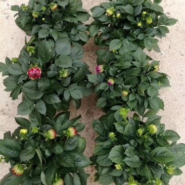 150大丽花15盆/箱