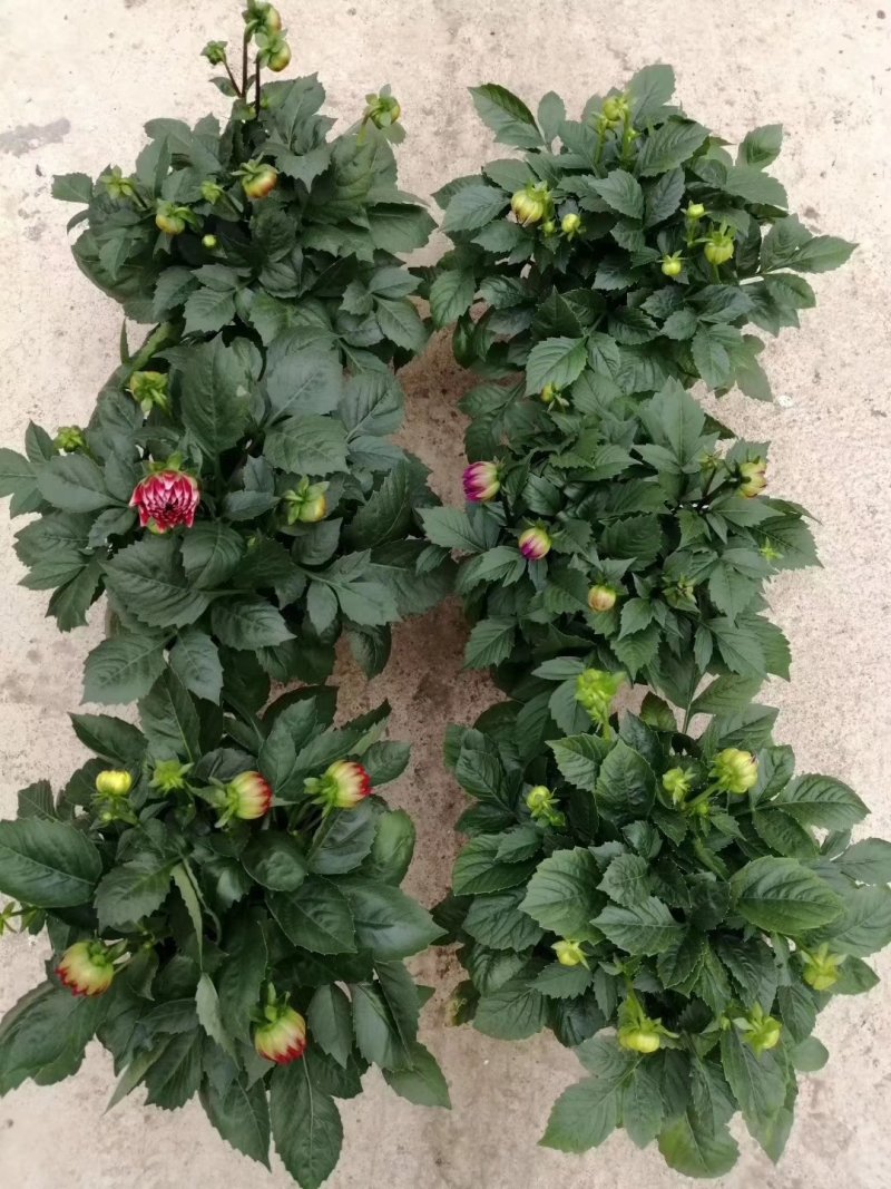 150大丽花15盆/箱