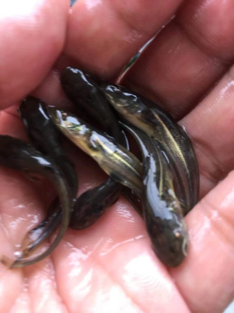 鲶鱼苗大口鲶，南方大口鲶鱼苗，胡子鲶鱼苗