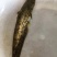 鲶鱼苗大口鲶，南方大口鲶鱼苗，胡子鲶鱼苗