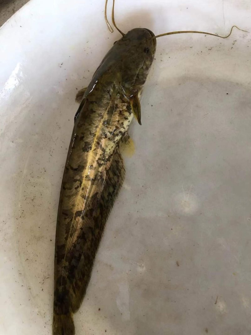鲶鱼苗大口鲶，南方大口鲶鱼苗，胡子鲶鱼苗
