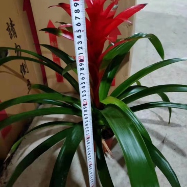 70高箱新红星，一件24个装，18元，叶色青绿
