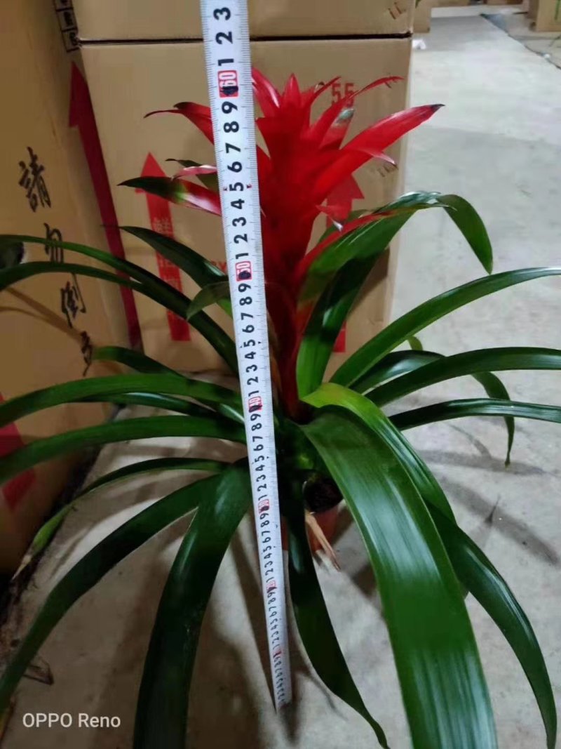 70高箱新红星，一件24个装，18元，叶色青绿