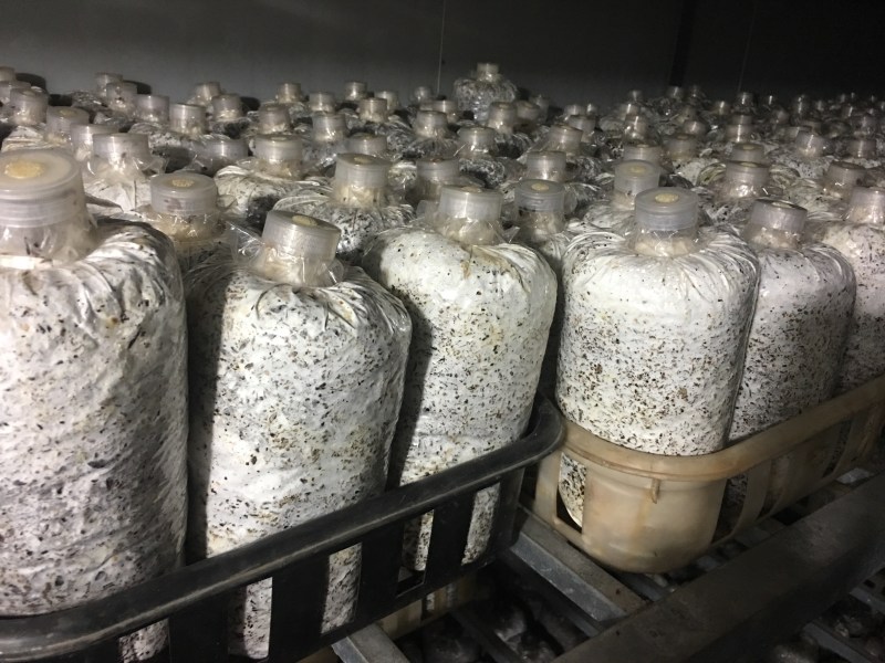 专业制作黑皮鸡枞菌菌棒，液体菌种，高产优质