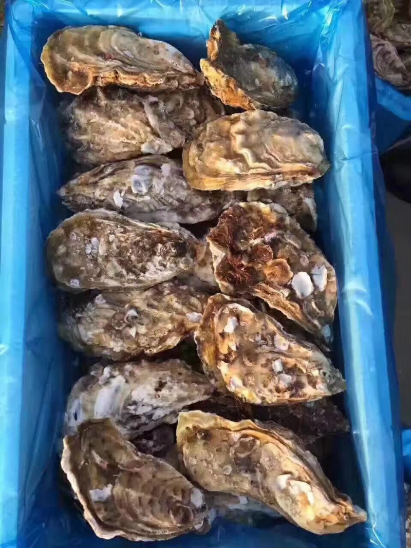 贝类