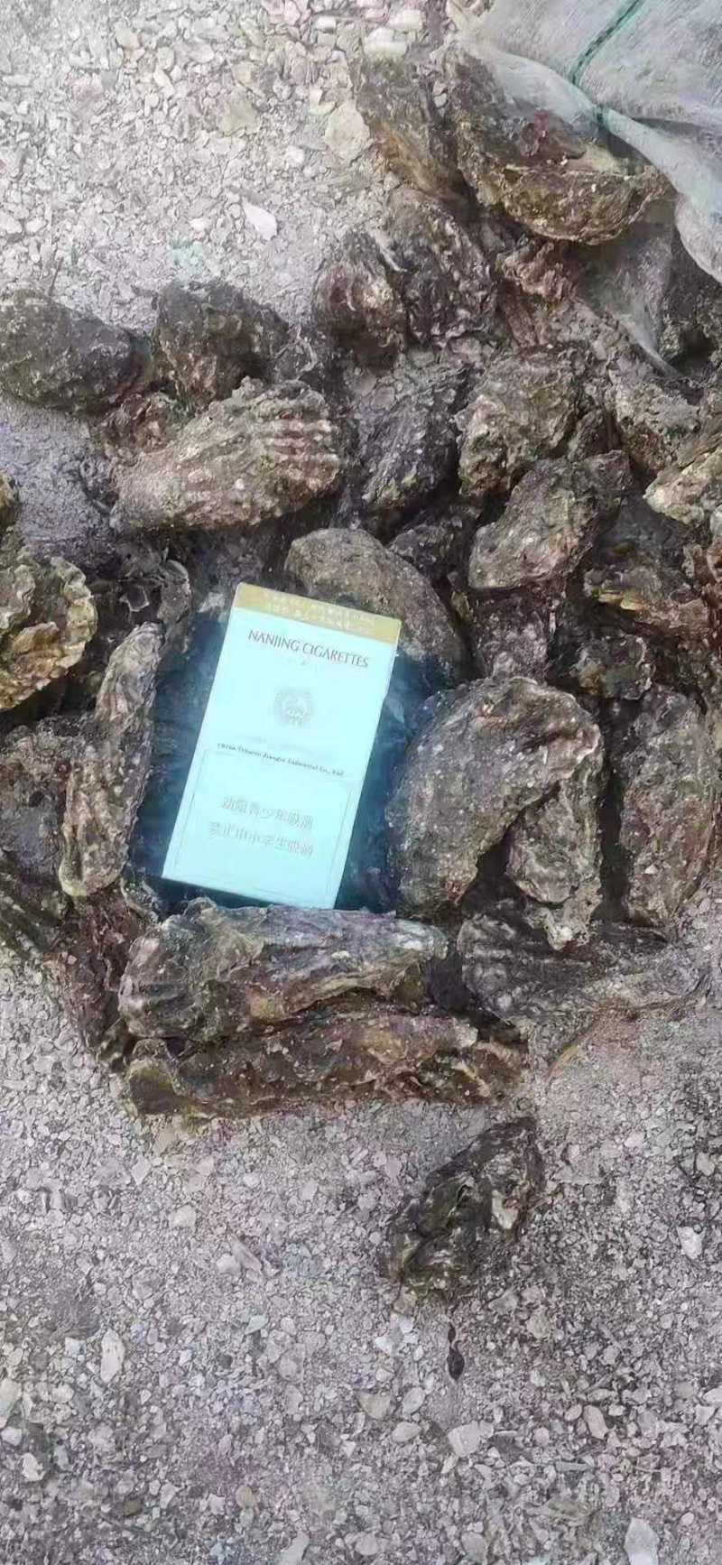 贝类