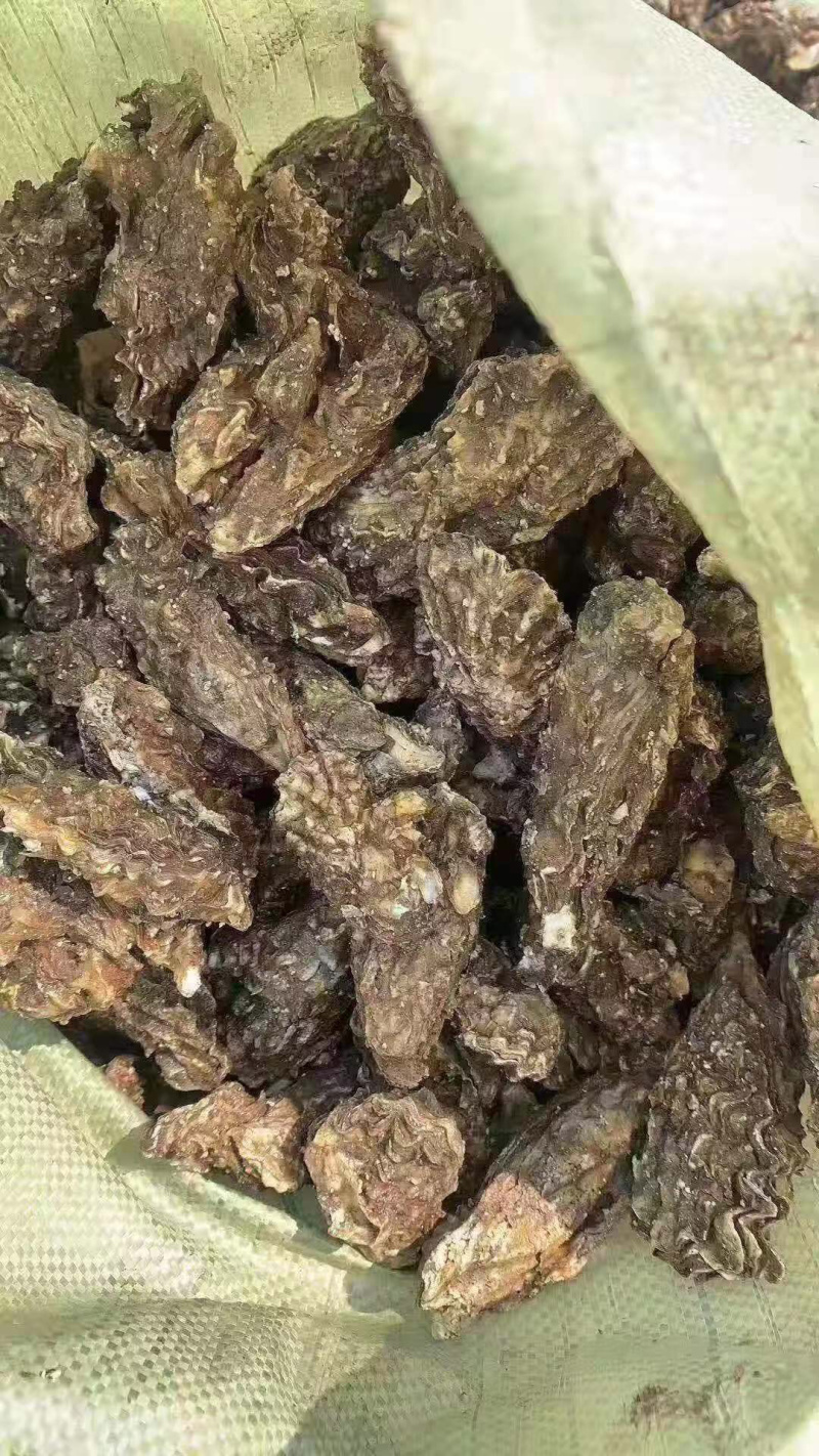 贝类