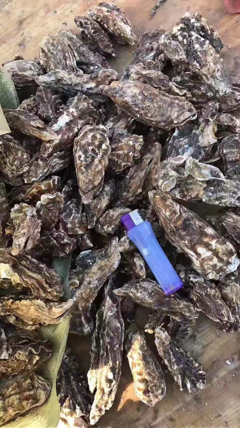 贝类