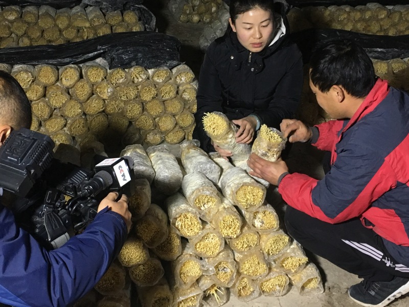 新鲜黄色金针菇，腌渍金针菇，专业种植20年