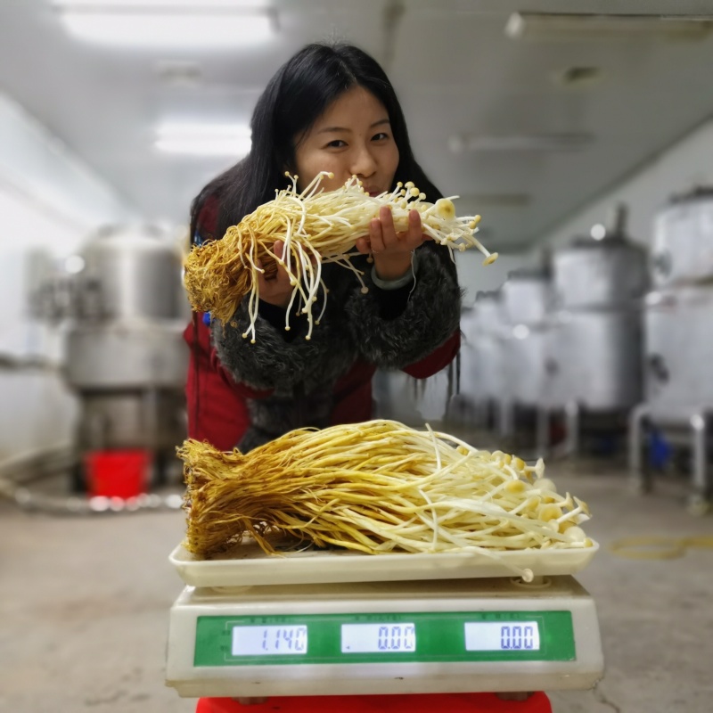 新鲜黄色金针菇，腌渍金针菇，专业种植20年