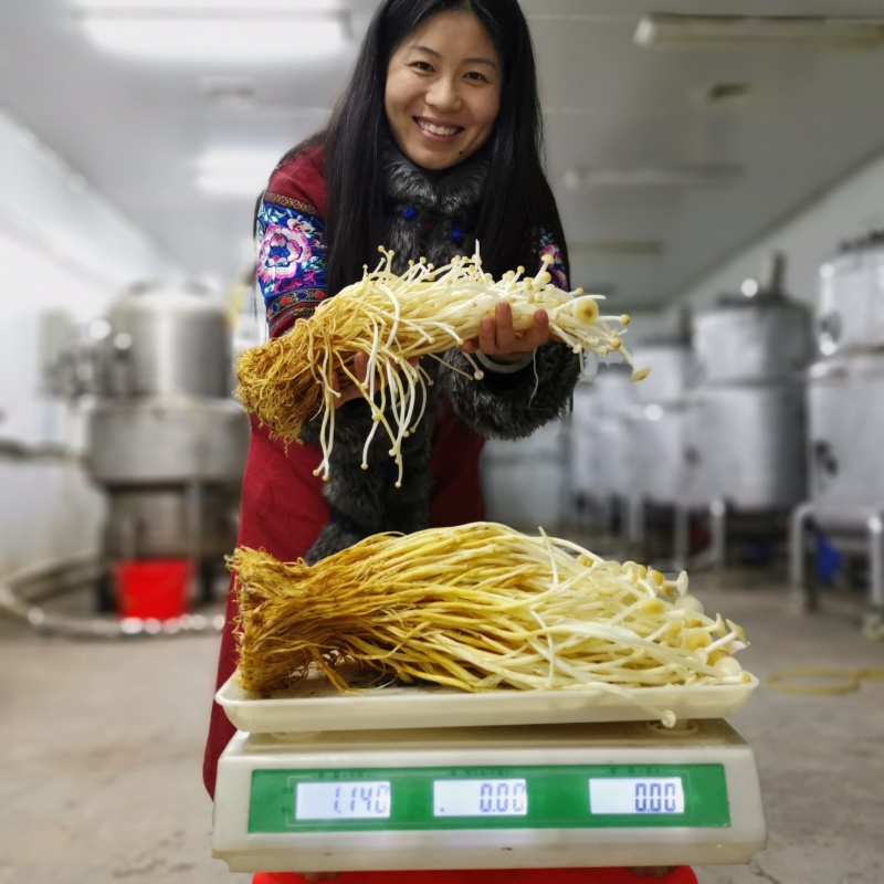 新鲜黄色金针菇，腌渍金针菇，专业种植20年