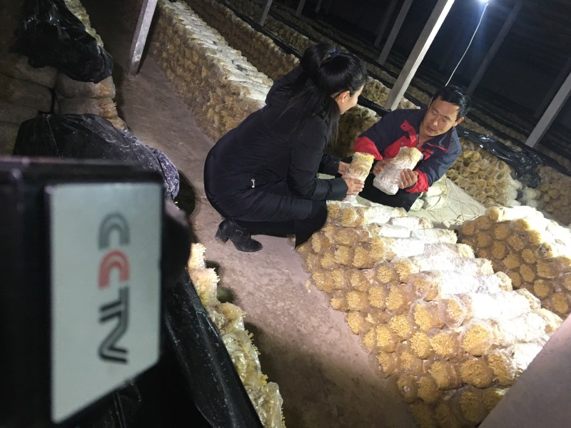 新鲜黄色金针菇，腌渍金针菇，专业种植20年