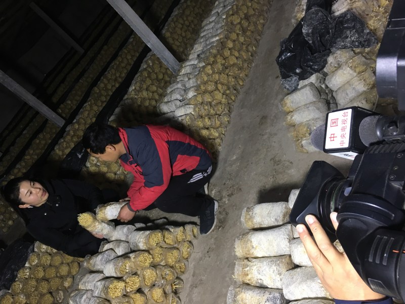 新鲜黄色金针菇，腌渍金针菇，专业种植20年