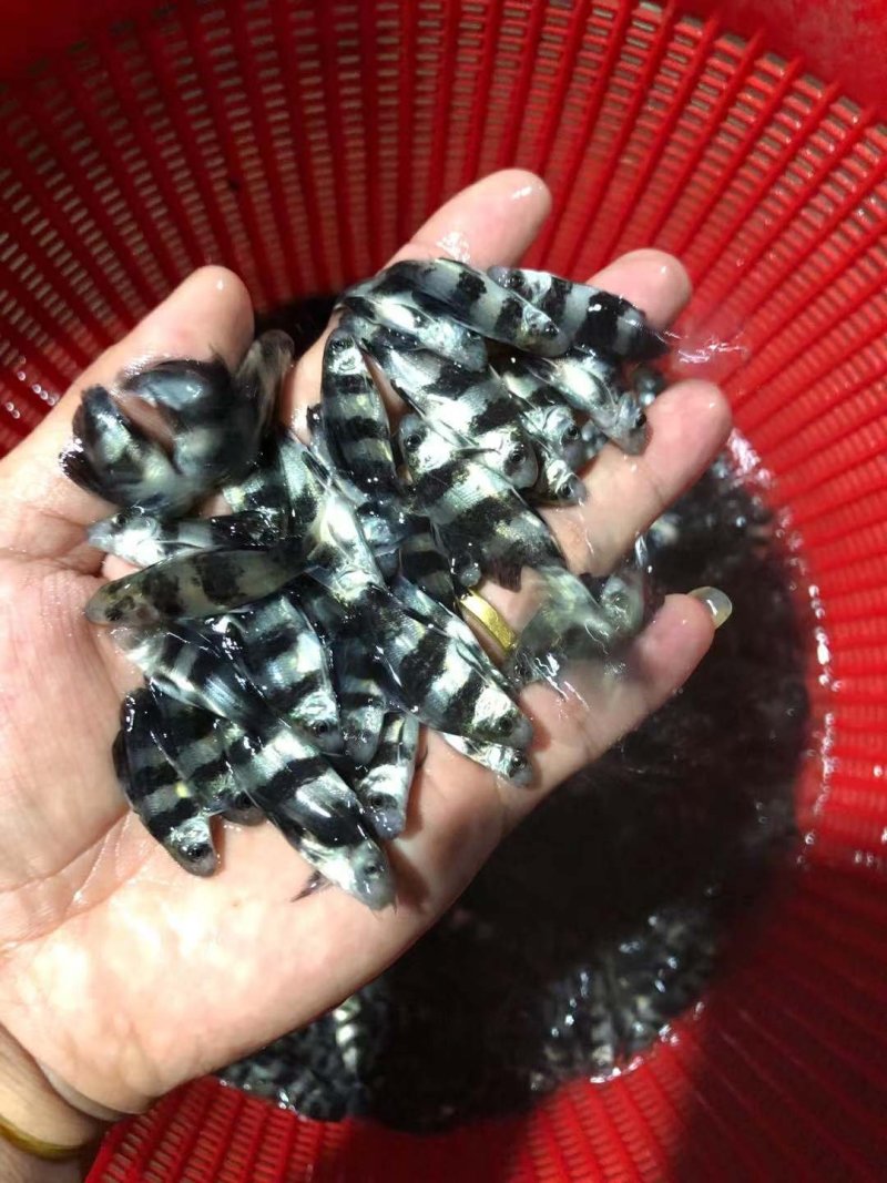 中华胭脂鱼，一帆风顺美人鱼大量现货出售，价格美丽