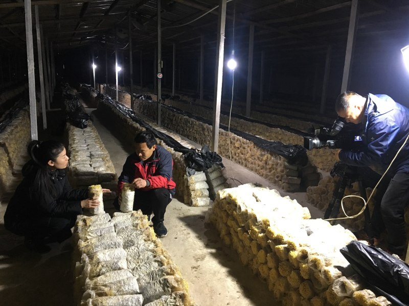 新鲜黄色金针菇，腌渍金针菇，专业种植20年