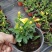 法国香水茉莉爬藤植物耐寒盆栽庭院攀爬。
