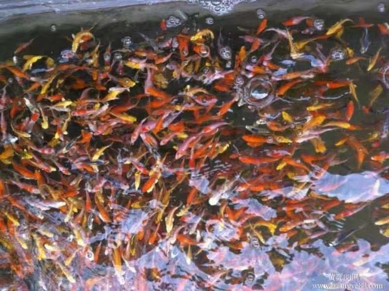 锦鲤鱼苗日本锦鲤，昭和红白三色，品质漂亮，欢迎订购