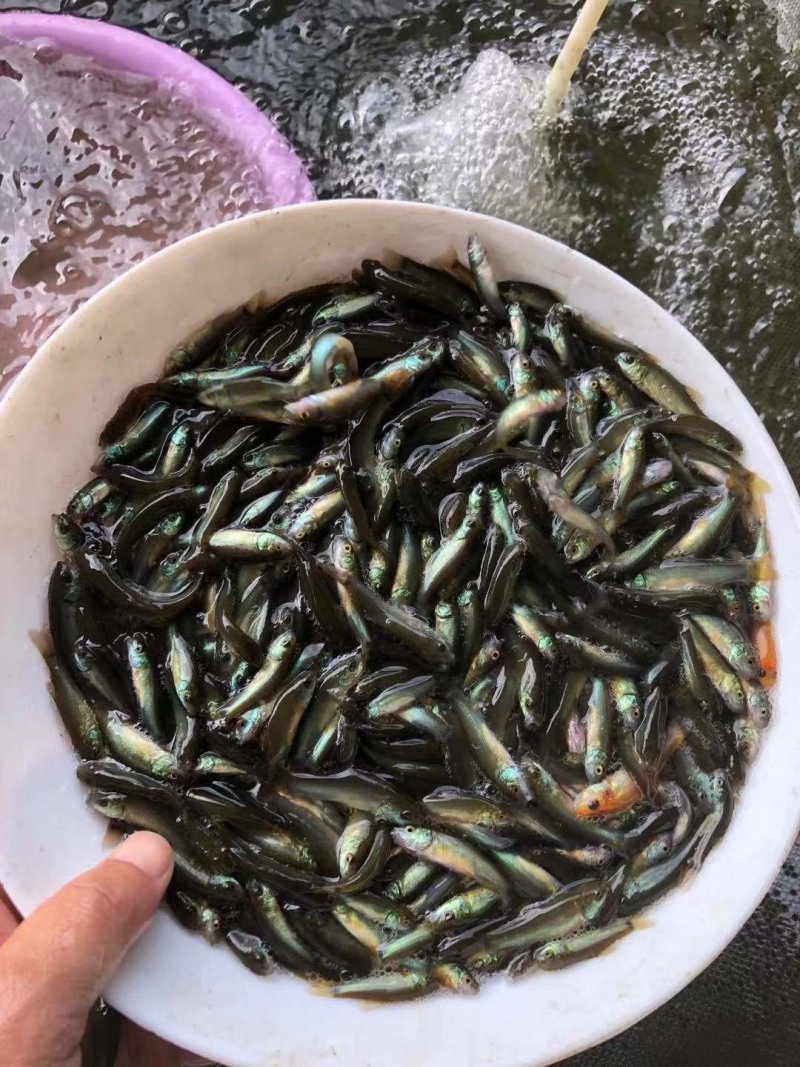 锦鲤鱼苗日本锦鲤，昭和红白三色，品质漂亮，欢迎订购