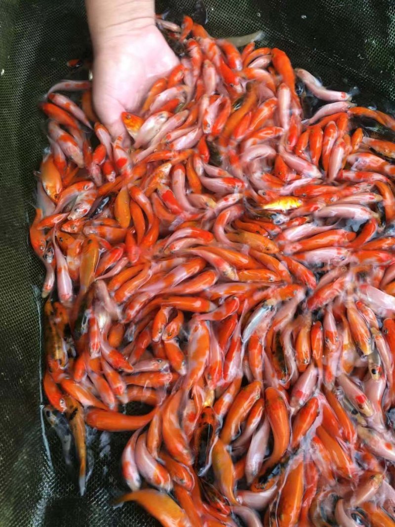 锦鲤鱼苗日本锦鲤，昭和红白三色，品质漂亮，欢迎订购
