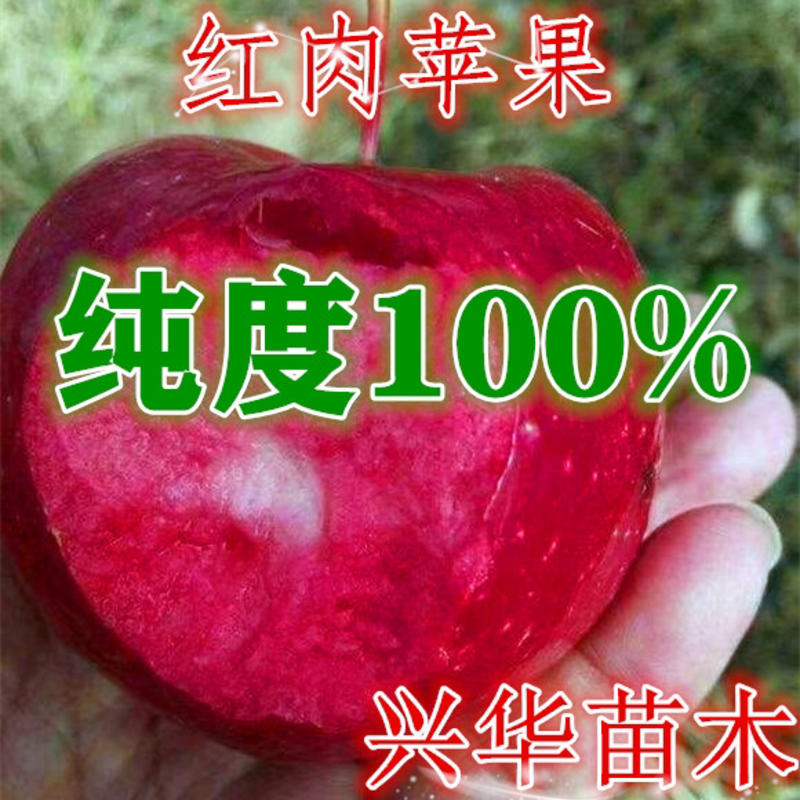 红肉苹果苗矮化红心苹果苗红色之爱苹果树苗批发纯正