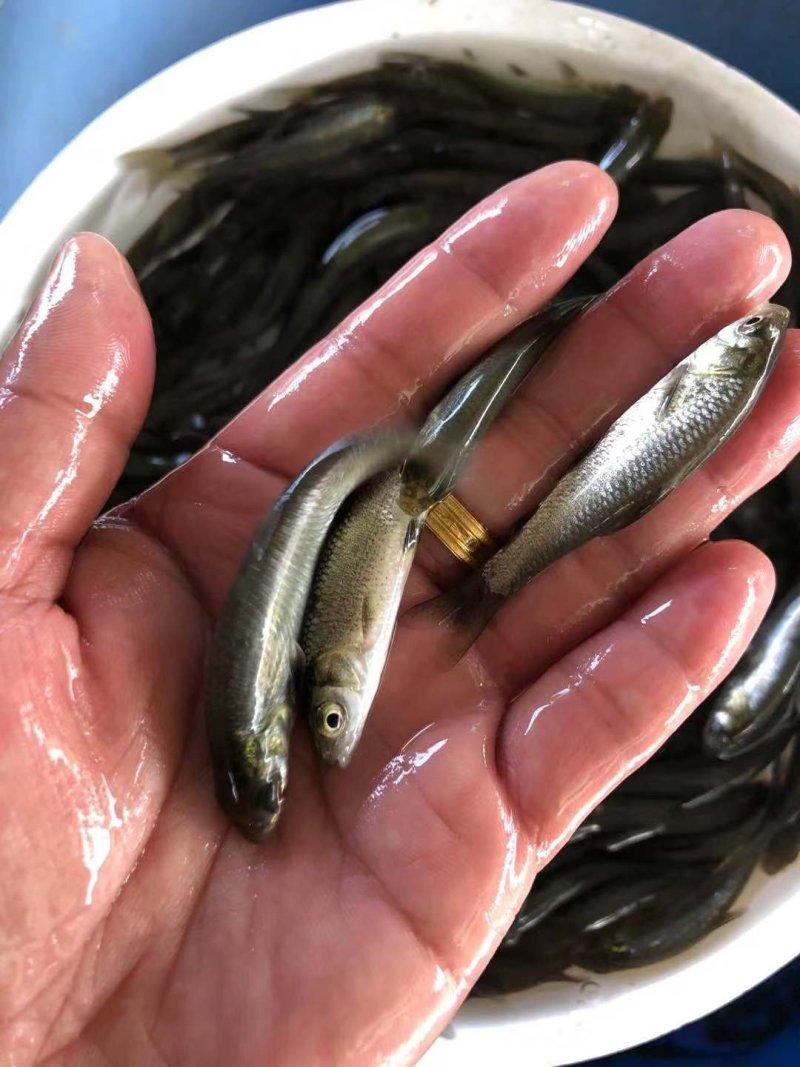 军鱼苗娟鱼，青竹鲩、光倒剌鲃鱼苗，大量现货出售