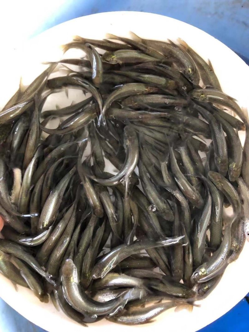 军鱼苗娟鱼，青竹鲩、光倒剌鲃鱼苗，大量现货出售