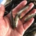军鱼苗娟鱼，青竹鲩、光倒剌鲃鱼苗，大量现货出售