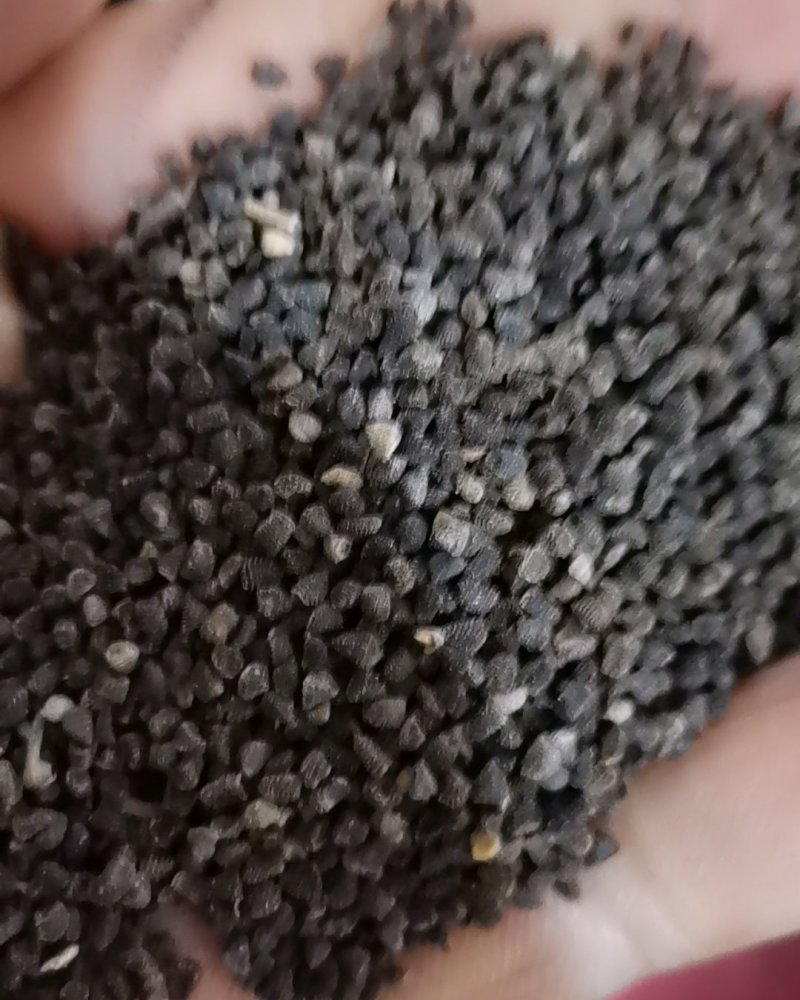 多年生飞燕草花卉种子矮生切花千鸟草阳台盆栽春秋播花草耐寒