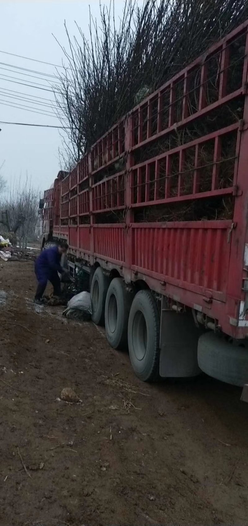 柿子树