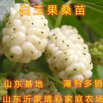 白玉果桑树苗桑椹苗桑椹树苗南北方种植果树苗包结果