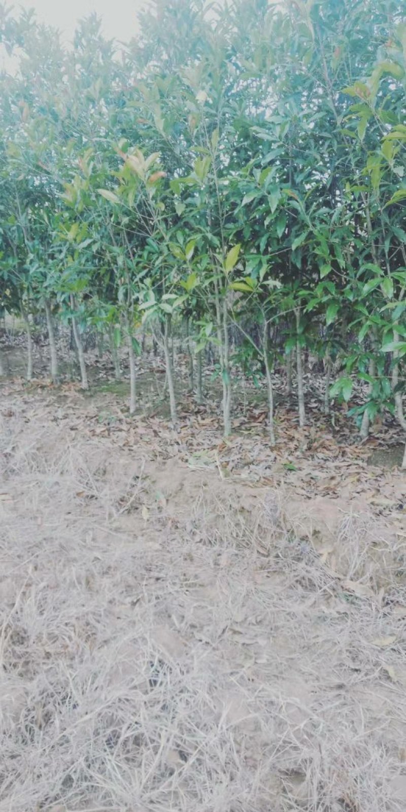 低价出售桂花树苗