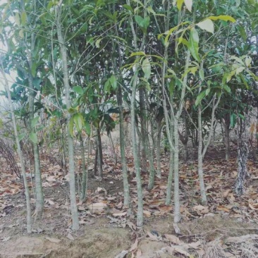 低价出售桂花树苗