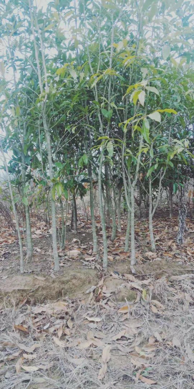 低价出售桂花树苗