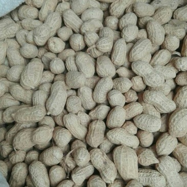 干花生果上货了，有需要的小伙伴赶快了。